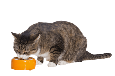 cat-eating2