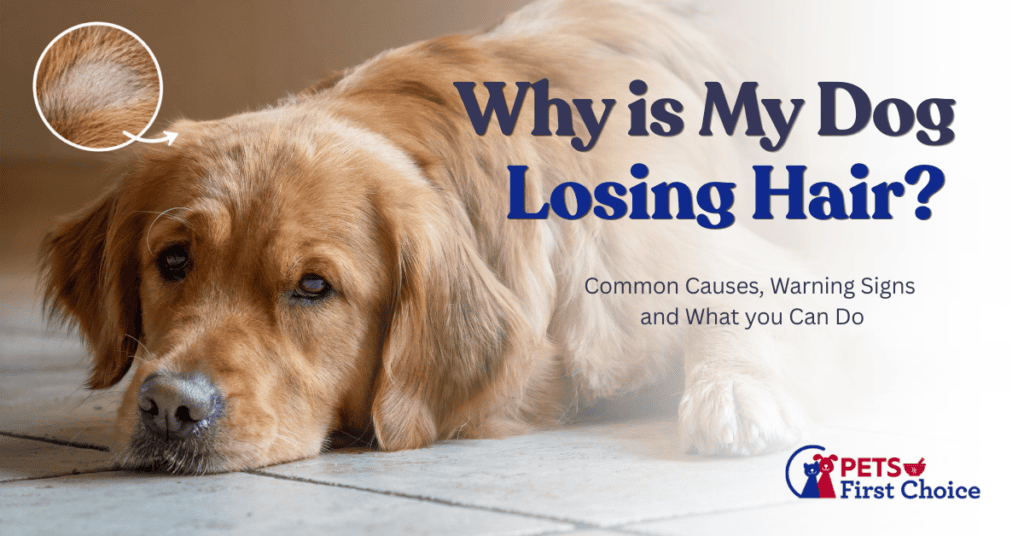 allergies in dogs